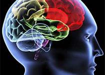 brain