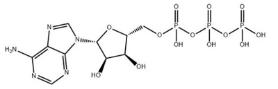 Adenozin 5'-trifosfat CAS 56-65-5